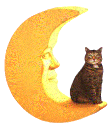 Petit chat sur la lune