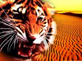 Tigre