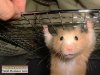 Hamster