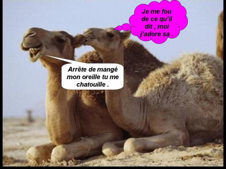 Chameaux