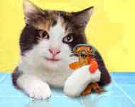 Amis poisson et chat