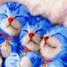 Chatons bleu